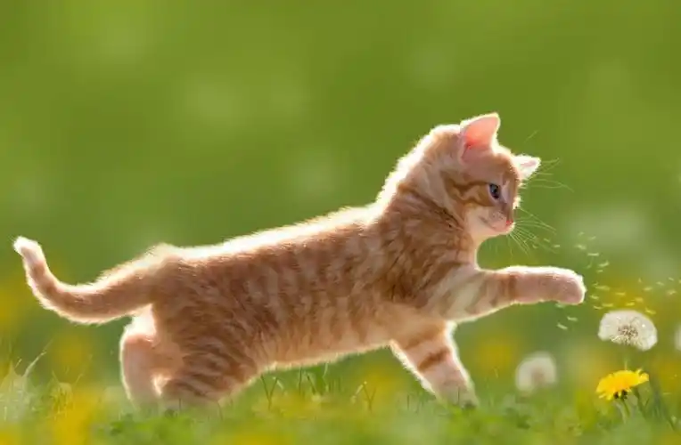 4k可爱的小猫壁纸 萌系图片