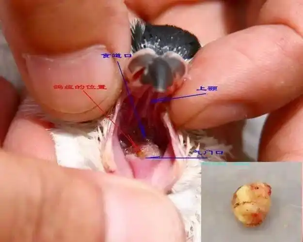 鸽子终身携带毛滴虫高温高湿季节尤其严重预防是重中之重