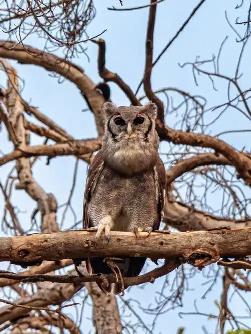 和非洲最大的猫头鹰对视了半小时09