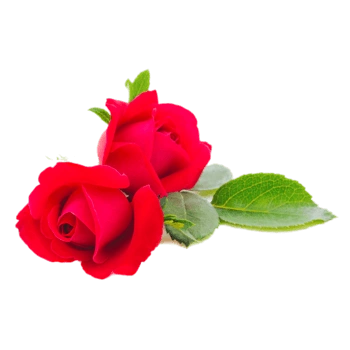 红色玫瑰花免抠元素图片_元素素材3707165_万素网