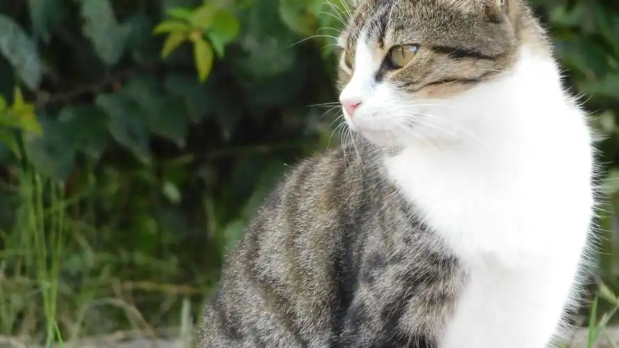 下载高清原图安装元气桌面,海量壁纸一键设置尺寸:3840x2160体积:2.