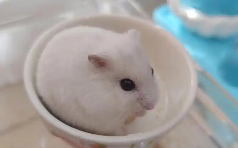 【银狐仓鼠】好眉清目秀的小团子,我可以一口一个