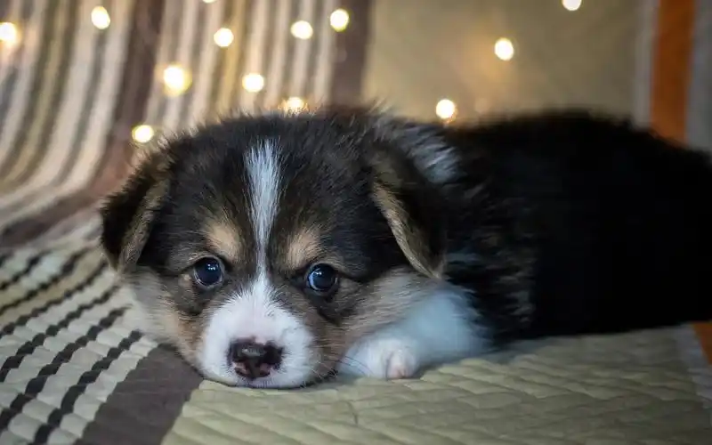 首页 桌面壁纸 呆萌可爱狗狗图片高清电脑壁纸上一张下一张查看原图