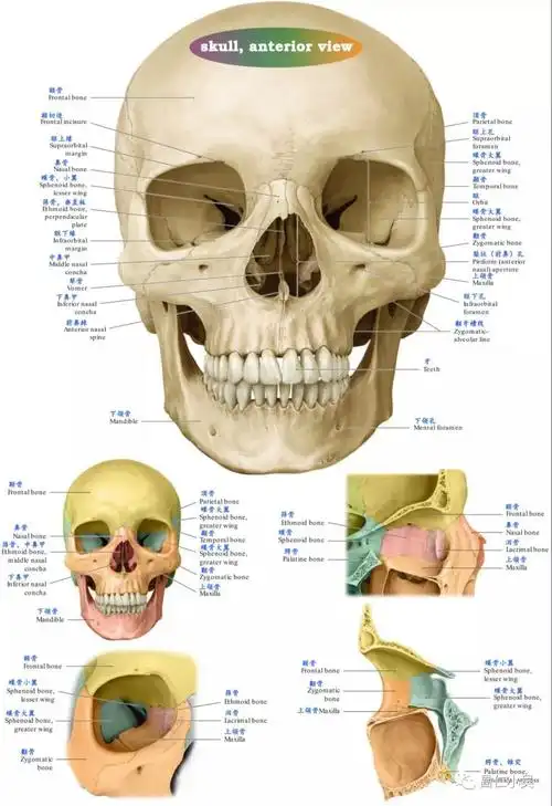 神经解剖学习笔记脑颅骨