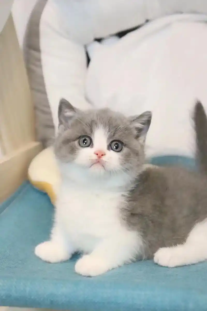 自家养的蓝白猫.特别可爱.大脸.寻找有爱心的主人,已经2个多 - 抖音