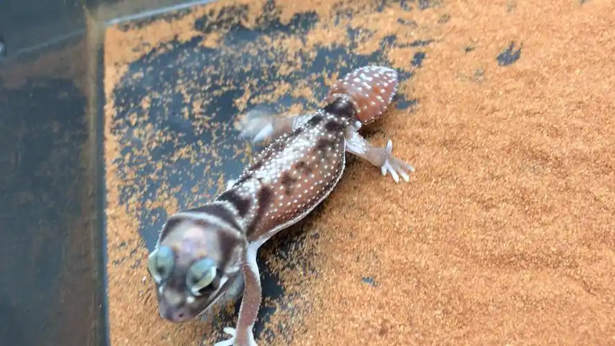 nlp细皮瘤尾守宫highwhitemale