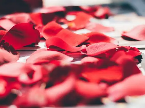红玫瑰花瓣宏观摄影,浪漫 壁纸