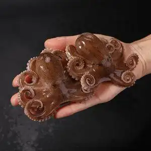 迷你八爪鱼小章鱼大爆头八抓鱼新鲜海鲜水产芥末章鱼足麻辣熟火锅