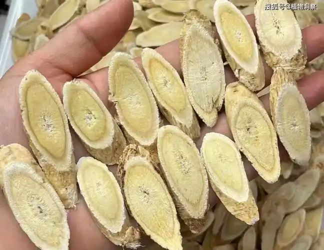 黄芪,又称黄耆,棉芪,有4大作用,价值极高,农民朋友要!