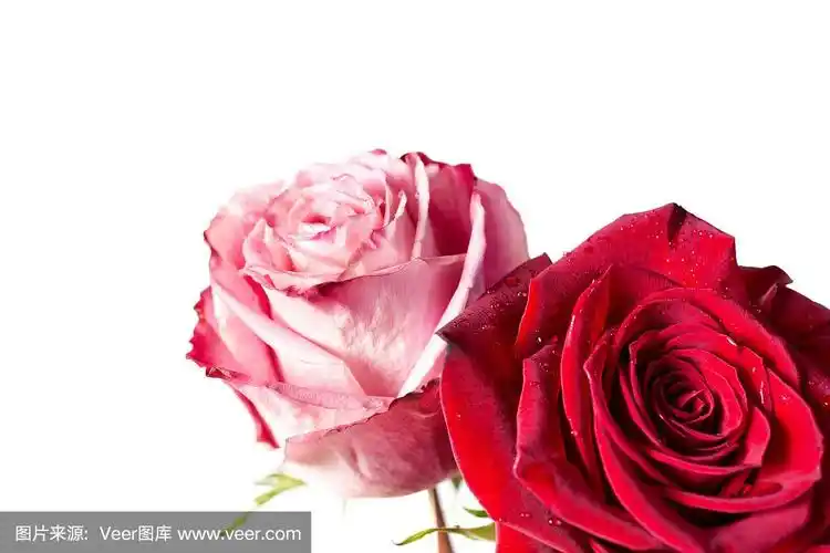 特写的两朵玫瑰,孤立在白色