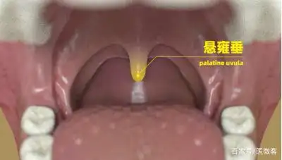 悬雍垂后面两边凹陷的地方叫扁桃体窝,里面放着扁桃体,当它发炎的时候