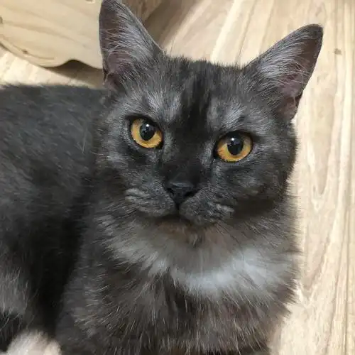 【领养】武汉烟熏色黑渐层找家