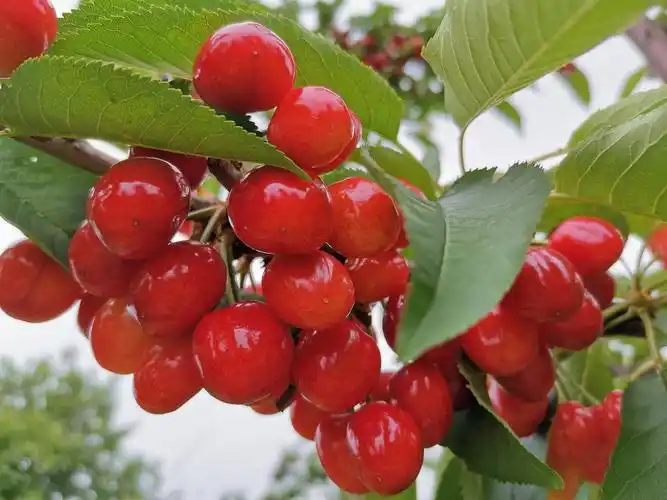 秦家塬大红灯樱桃