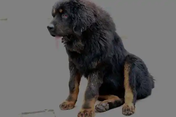 什么是真正的藏獒网友的解释解决了心中疑惑