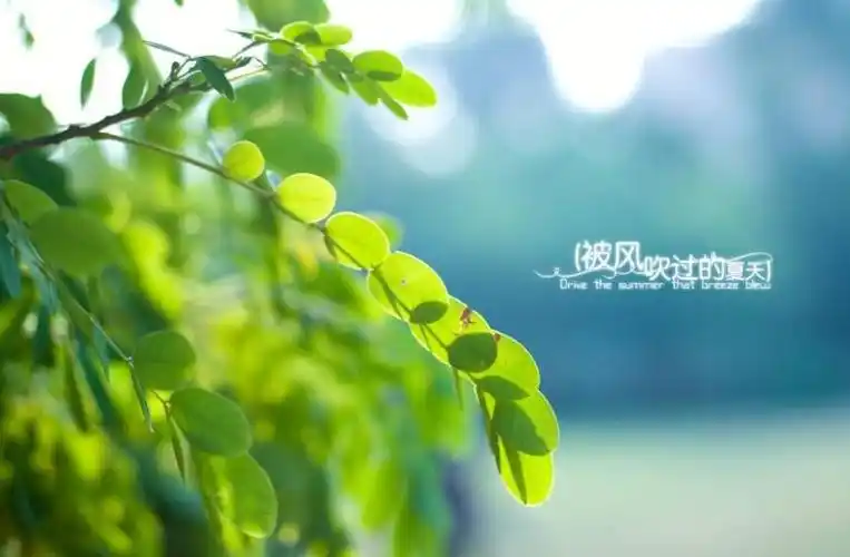 被风吹过的夏天作文700字