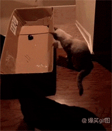 爆笑动态图:逼疯一只猫,如此简单 (第1252期)