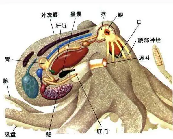 动物课海底灵猫章鱼长了三个玲珑心却逃不过做父母必死的咒