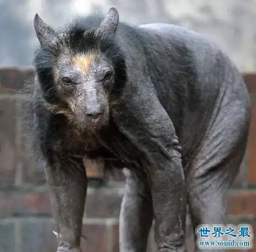 看看这张图片中的动物,恐怕你在《动物世界》中也从没有看到过,当然它