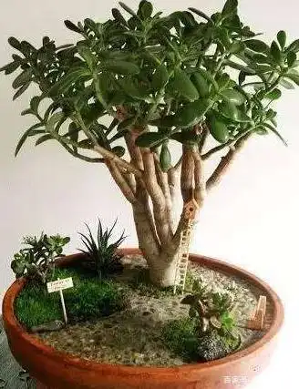 老公修剪玉树盆栽有方法,只要做到这几点,再丑也能秒变漂亮!