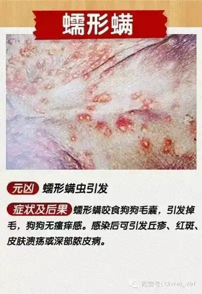看图识9种狗狗皮肤病不是兽医的你也能诊断