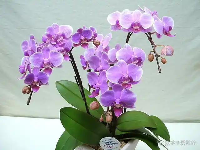 最适合春节养的3种"幸运花",寓意吉祥又能净化空气