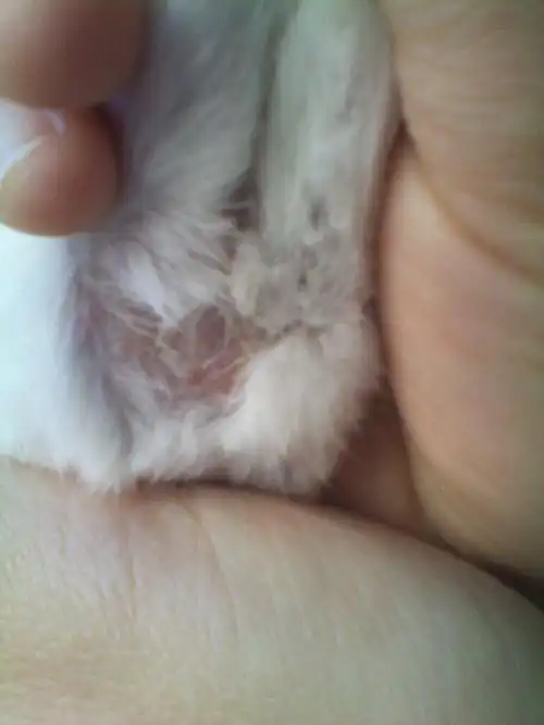 银狐仓鼠香腺上方有一块没毛还有小疙瘩小包有血迹,皮肤病吗?求解?