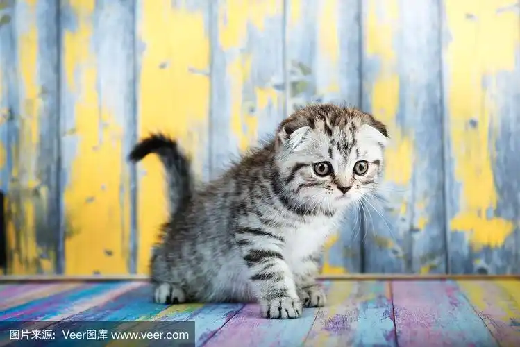 可爱的虎斑猫,苏格兰折耳猫