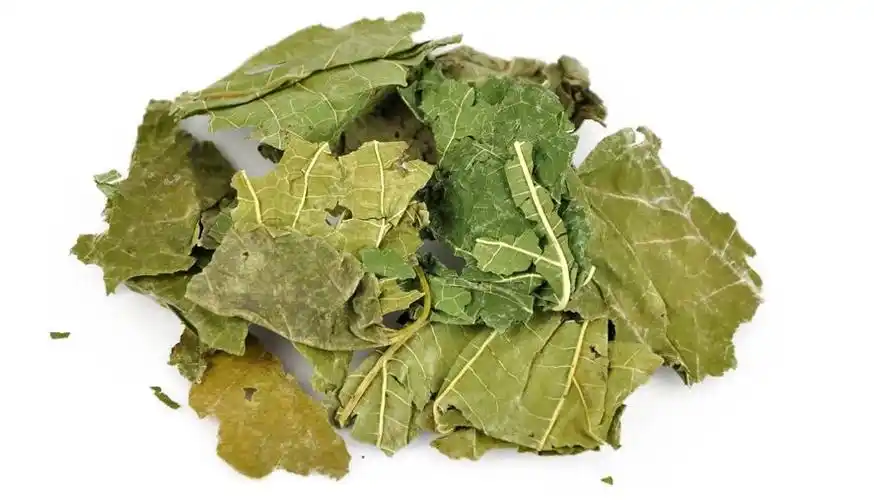 中医确有专长每日一味学中药桑叶