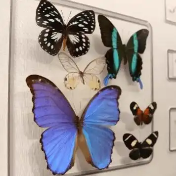 一个个漂亮的蝴蝶标本是怎么制作成的呢专业的老师带着孩子们亲手制作