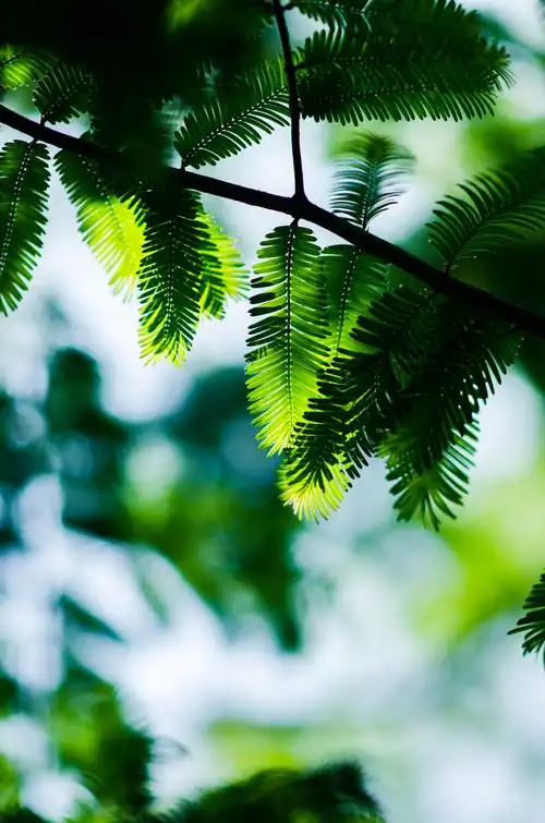 逆光下的水杉叶