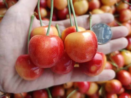 2022现货辽宁省大连雷尼樱桃国产国产车车厘子孕妇车厘子