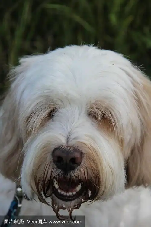 闭着眼睛,狗,藏獒,垂直画幅,白色