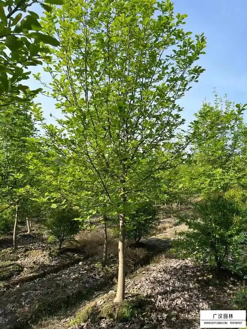 白玉兰树苗_新闻中心_沭阳县广汉园林苗木场