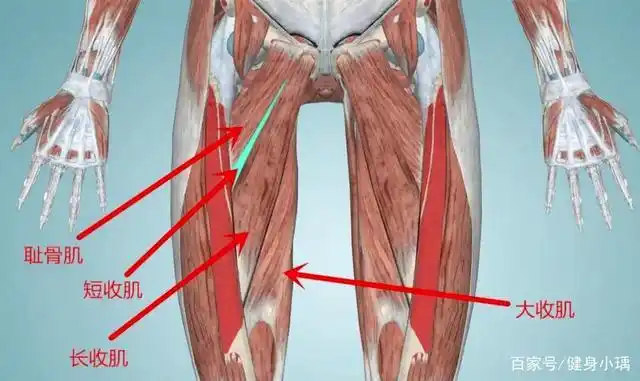 腿部肌肉全面攻略在此,从肌肉解剖入手帮你塑造黄金下肢