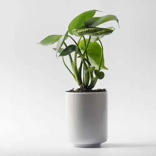 精品卷柏小盆栽盆景菖蒲懒人植物防辐射见水还阳草还魂草绿色植物