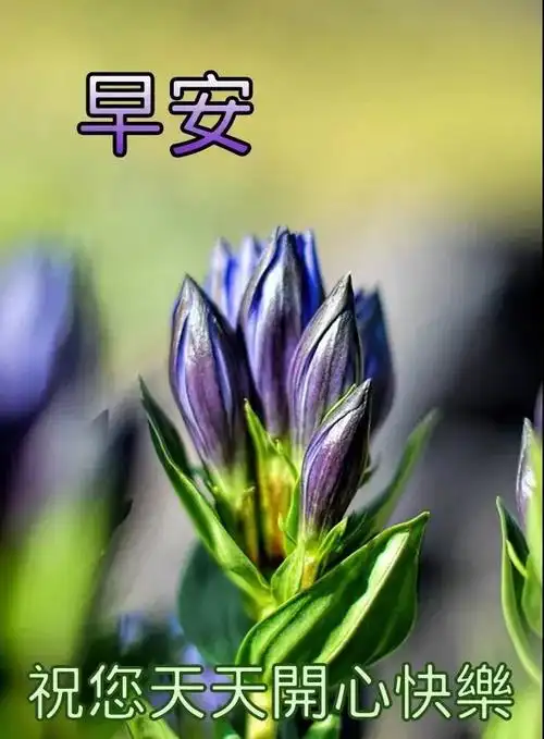 有创意的清晨早安问候祝福语图片带字温馨