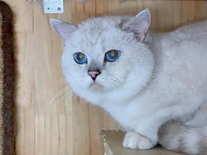 超级大胖子,发腮很好,十几斤了自家银点种公,因自身猫毛过敏,所以打算