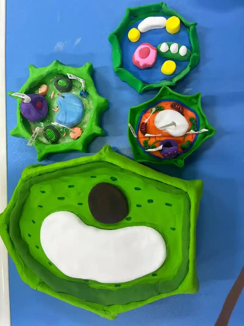 七年级娃娃们自己制作的动植物细胞模型,棒棒哒919191 - 抖音