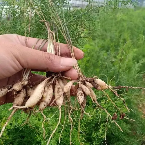 天冬苗 天门冬苗 大天冬苗 训化种苗基地直供高产好管理