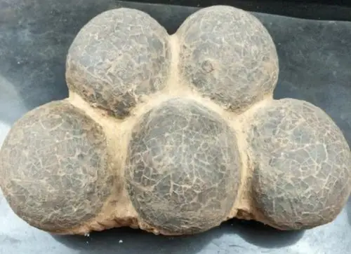 恐龙蛋化石,保证真品,此藏品来自湖北青龙真假_图片_价格_评级-文玩