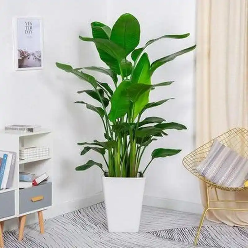 天堂鸟盆栽大型室内办公室吸甲醛植物北欧网红真花鹤望兰客厅绿植