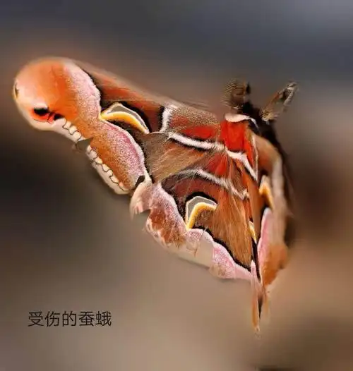 这是雄性大眉纹天蚕蛾,摄于西天目山西游村,展翅可达130_._160mm.