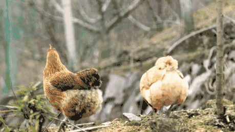 459_257gif 动态图 动图