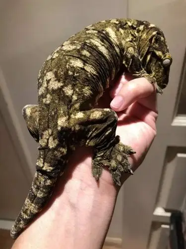 巨人守宫主岛产地区分