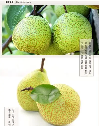 莱阳特产批发正宗莱阳梨 产地直供 速冻新鲜水果蔬菜 - 水果批发交易