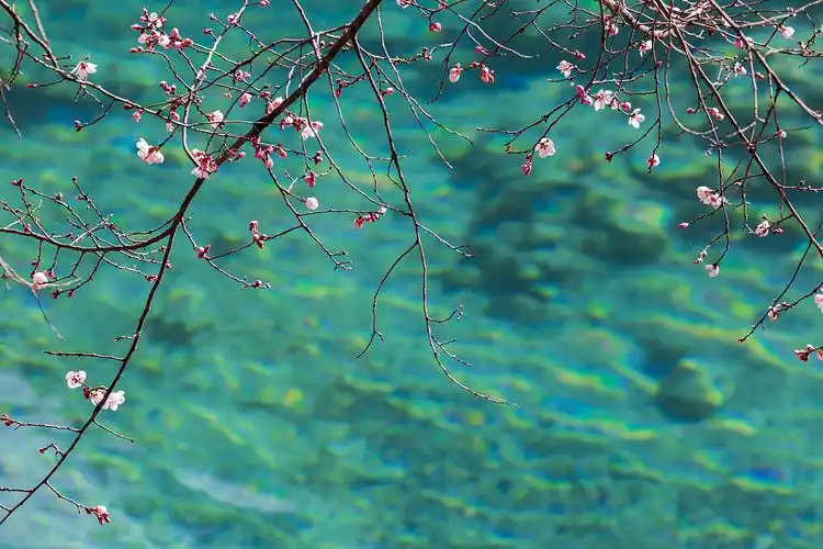 2021年3月3日,四川省阿坝州九寨沟县,三月的九寨沟,碧水之上朵朵桃花