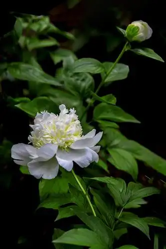 【2020美篇年度优秀摄影作品曁优秀摄影师评选】投稿(十二之二)国色