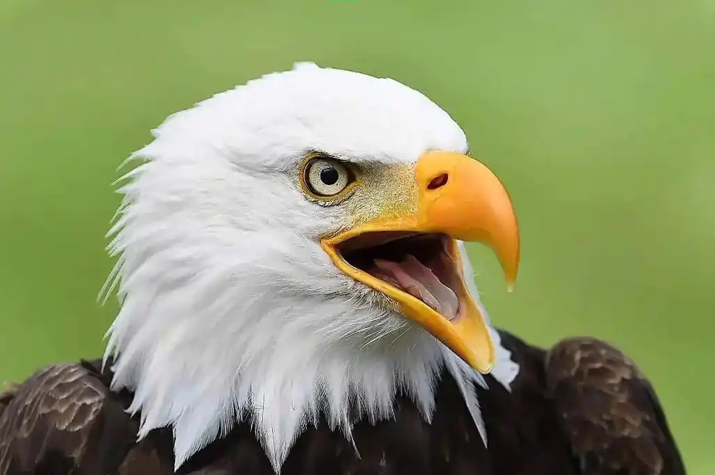 白头海雕是鹰形目鹰科海雕属鸟类,又称白头鹰,美洲雕.白头海雕 - 抖音