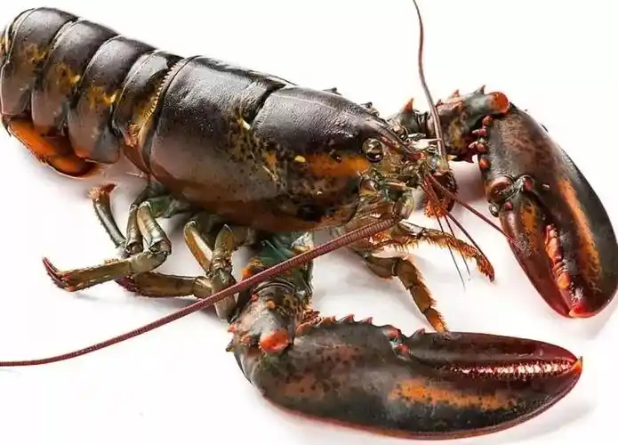 虾的种类千千万,下面这些渔民都未必能区分清!