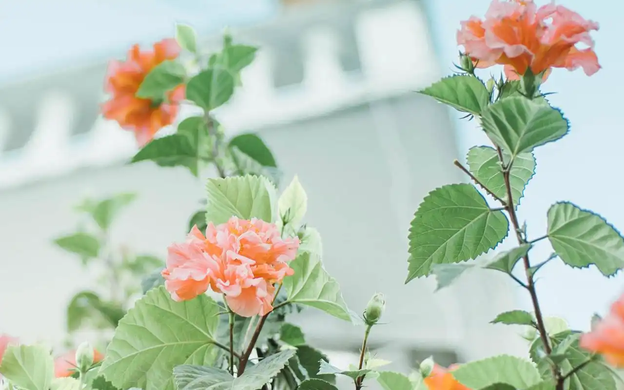 首页 桌面壁纸 植物壁纸 小清新绿色花卉植物高清唯美图片壁纸